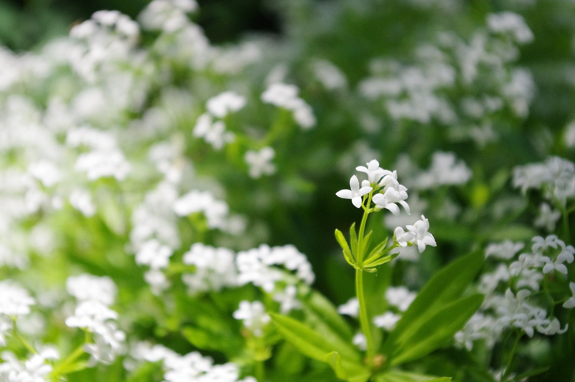 Sweet woodruff (Galium Odoratum) with its delicate, ferny whorled leaves and tiny white flower “bouquets” is always a pretty addition to a native landscape.