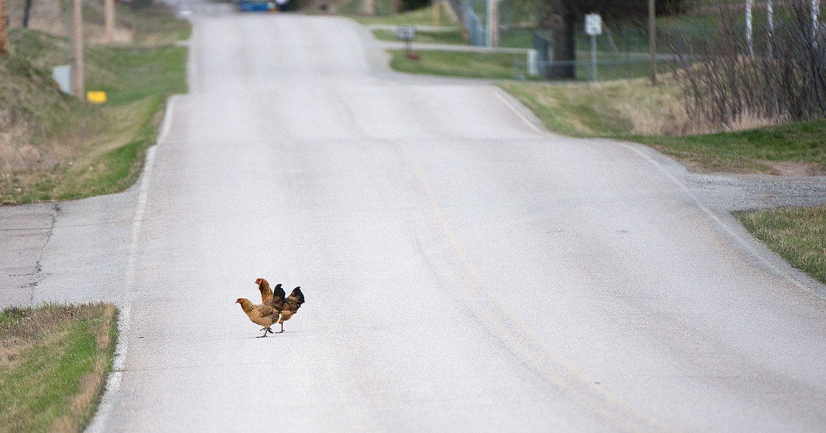 State Asks Folks To Stop Feeding Wild Birds To Prevent Spread Of Bird