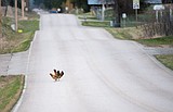 State asks folks to stop feeding wild birds to prevent spread of bird flu