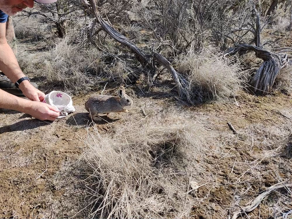 Pictured is part of the most recent capture effort by the WDFW of pygmy rabbits. By capturing the rabbits and breeding them in captivity, biologists are hoping to preserve a base population of the rabbits.