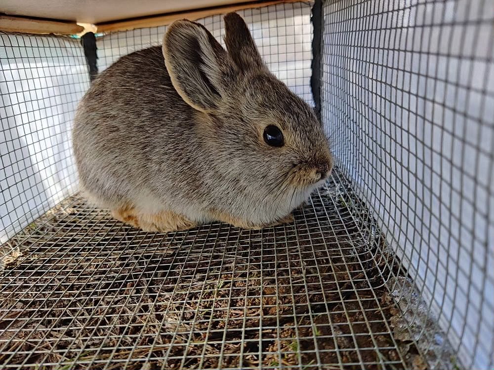 The pygmy rabbit is the smallest rabbit in North America and is uniquely dependent on sagebrush.