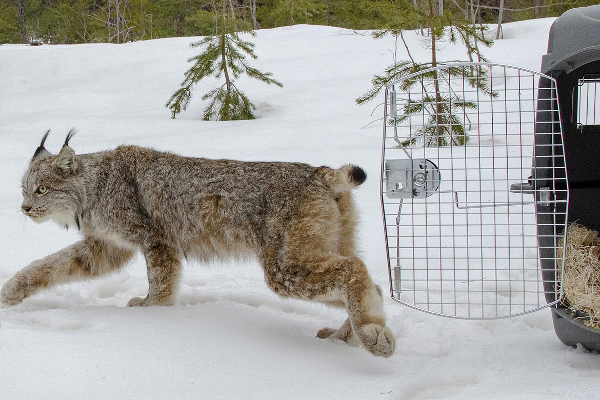 FILE - A Canada lynx is released in Schoolcraft County in Michigan's Upper Peninsula on April 12, 2019. U.S. wildlife officials have agreed to craft a new habitat protection plan for the rare, snow-loving Canada lynx that could include more land in Colorado and other western states. (John Pepin/Michigan Department of Natural Resources via AP, File)