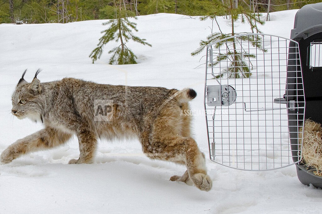 A Canada lynx is released in Schoolcraft County in Michigan's Upper Peninsula on April 12, 2019. U.S. wildlife officials have agreed to drop their attempt to strip Canada lynx of federal protections, under a court settlement approved Monday, Nov. 1, 2021, by a judge in Montana. (John Pepin/Michigan Department of Natural Resources via AP, File)