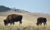 Tribes preparing three-day Bison Range celebration