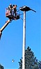 Osprey back in public eye