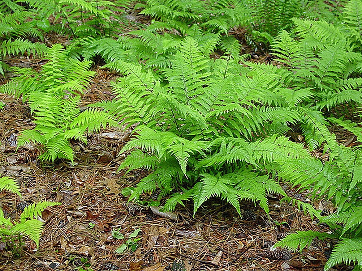 Ferns offer widespread beauty in glades, woodlands Bonner County