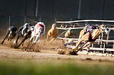 Greyhound racing nearing its end in the US after long slide