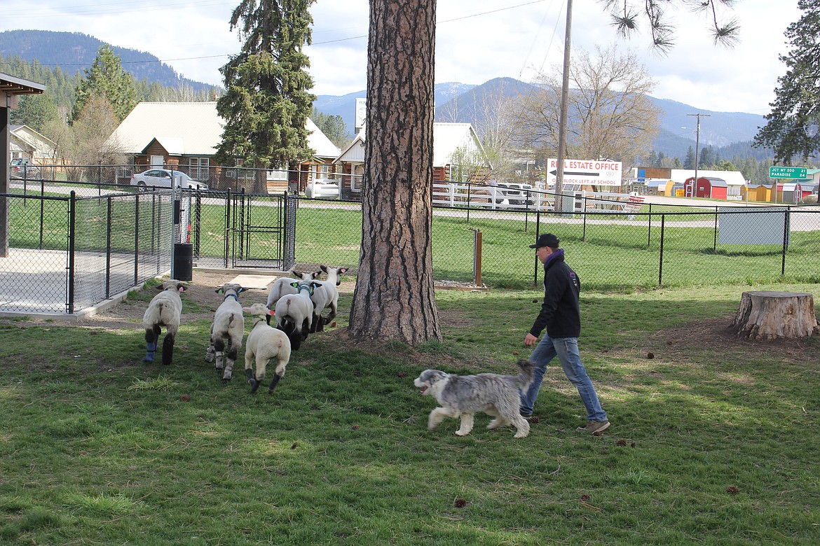 On Sunday, the St. Regis Dog Park became a corral for several lambs returning to Whitehall from competing in Coeur d’Alene, Idaho with other Future Farmers of America organizations in the northwest. The owner pulled into the Travel Center to purchase gas and saw the Dog Park was empty so they gave the little rascals a chance to burn off some energy. (Monte Turner/Mineral Independent)