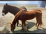 Horse confiscated in animal cruelty case dies
