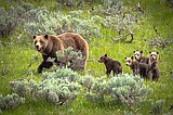 This grizzly family comes with paparazzi