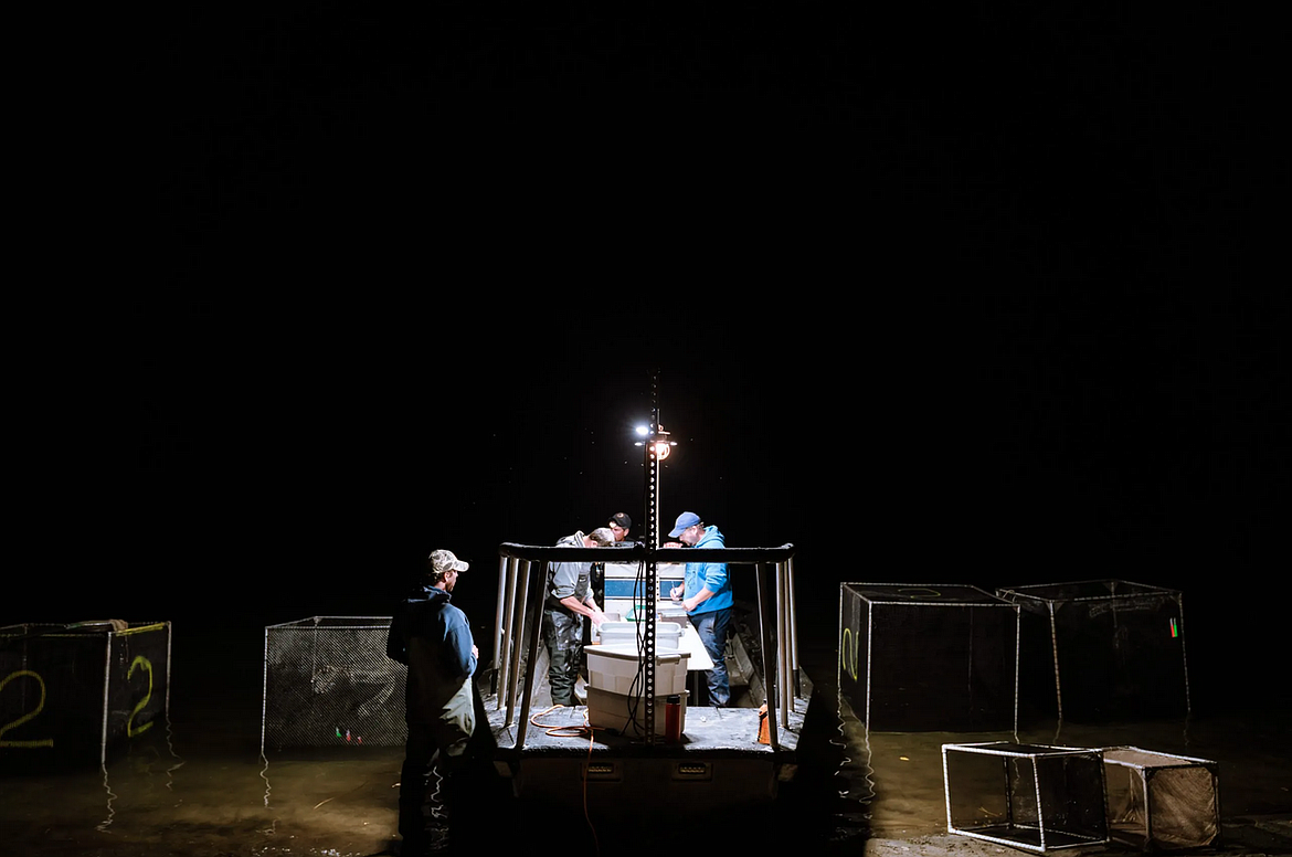 Dunnigan and his team set up a mobile lab on a stationary boat at the river’s edge. Two other teams collect the fish and return them to Dunnigan. (Photo courtesy Sarah Mosquera)