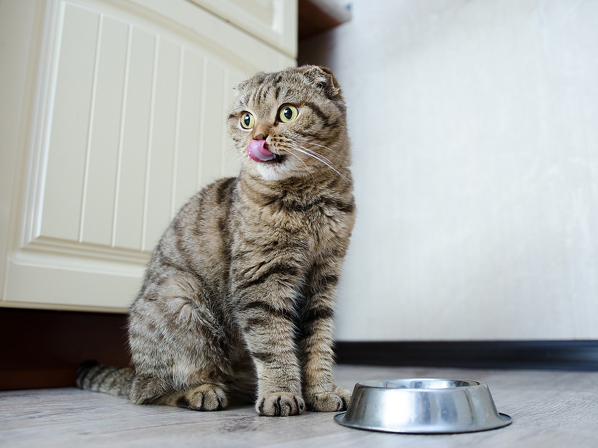 Cats - often known for being finicky - often end up on special diets, especially as they age. Knowing a few tricks can help ensure your purrr-baby is getting the right nutrition.