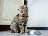 Feline nutrition: What to know about feeding your cat prescription food