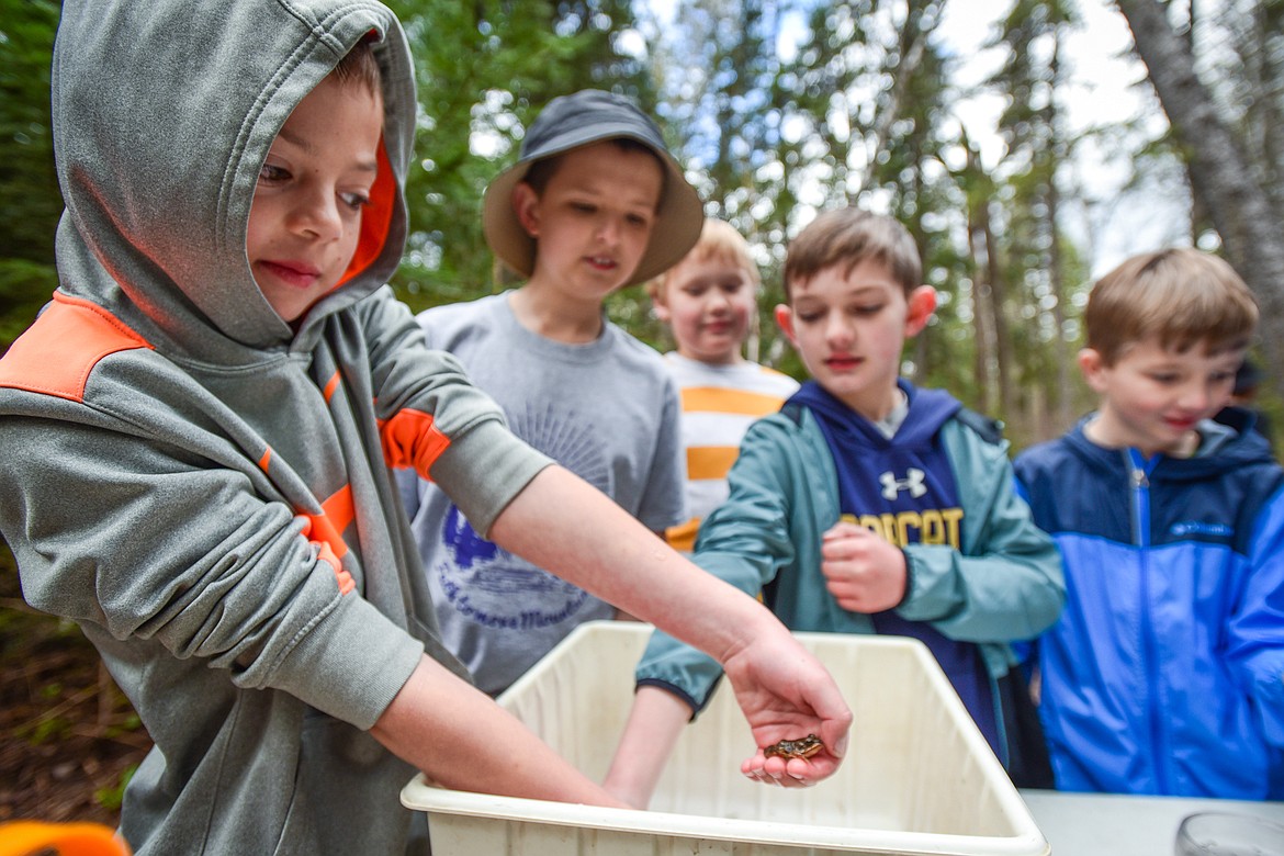 Fifth-grade students from Trinity Lutheran School in Kalispell take turns holding a pair of Columbia spotted frogs at the fisheries station of the Family Forestry Expo at Trumbull Creek Educational Forest in Columbia Falls on Friday, May 6. (Casey Kreider/Daily Inter Lake)