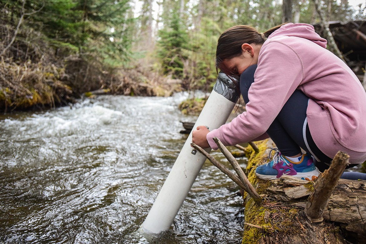 Leila Herzog, a fifth-grader at Trinity Lutheran School in Kalispell, inspects the bottom of Trumbull Creek with a viewing tube at the fisheries station of the Family Forestry Expo at Trumbull Creek Educational Forest in Columbia Falls on Friday, May 6. (Casey Kreider/Daily Inter Lake)