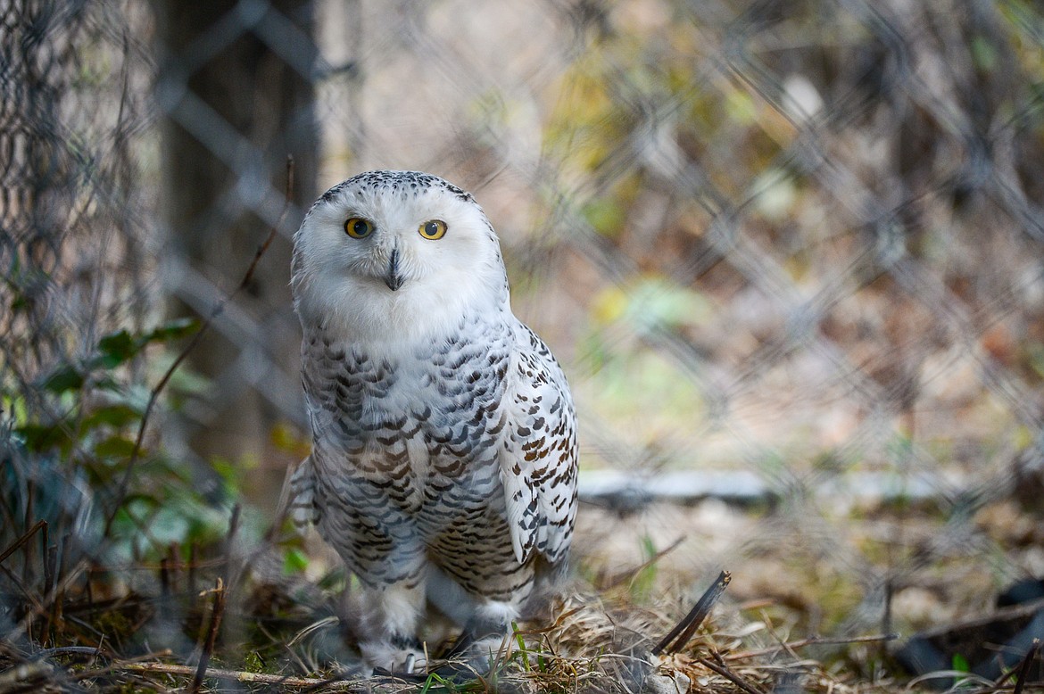 Tika, a snowy owl from Montana Wild Wings, watches a group of fifth-grade students from Russell Elementary School at the wildlife station of the Family Forestry Expo at Trumbull Creek Educational Forest in Columbia Falls on Friday, May 6. (Casey Kreider/Daily Inter Lake)