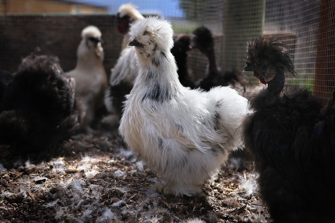 Normally found in migratory waterfowl (swans, geese, ducks, etc), avian influenza is rarely harmful to those species but is deadly to domestic chickens and turkeys as well as wild raptor species. (Jeremy Weber/Daily Inter Lake)