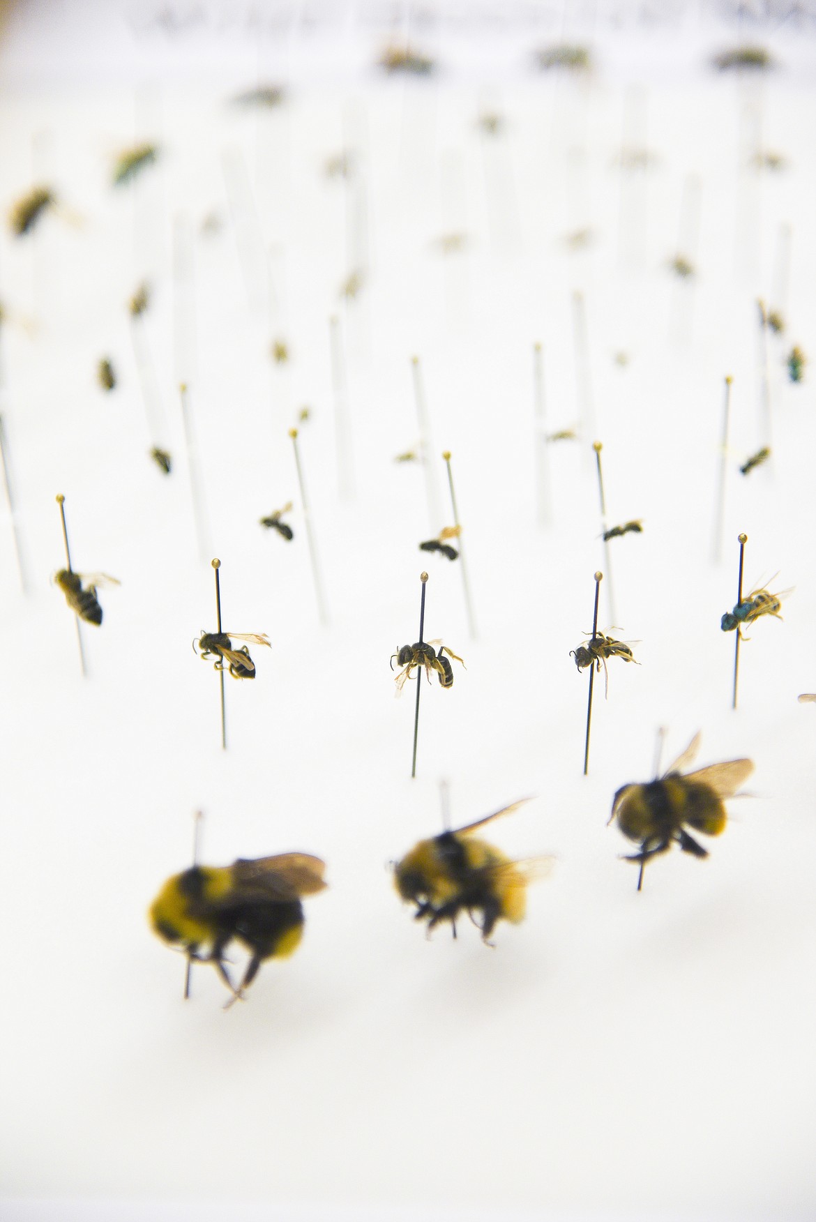 A spiral of wild bees collected in Montana are displayed as part of the Wild Bees of Montana project at the Montana Entomology Collection on the Montana State University campus, on Friday, April 29, 2022, in Bozeman, Mont. (Samuel Wilson/Bozeman Daily Chronicle via AP)