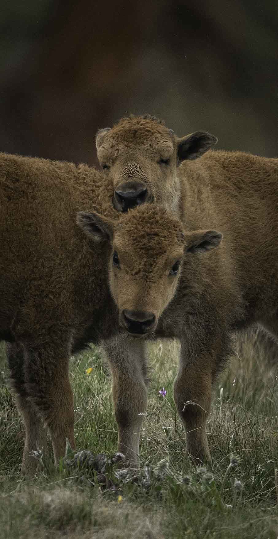 Bison calves at the National Bison Range. (Tracy Scott/Valley Press)