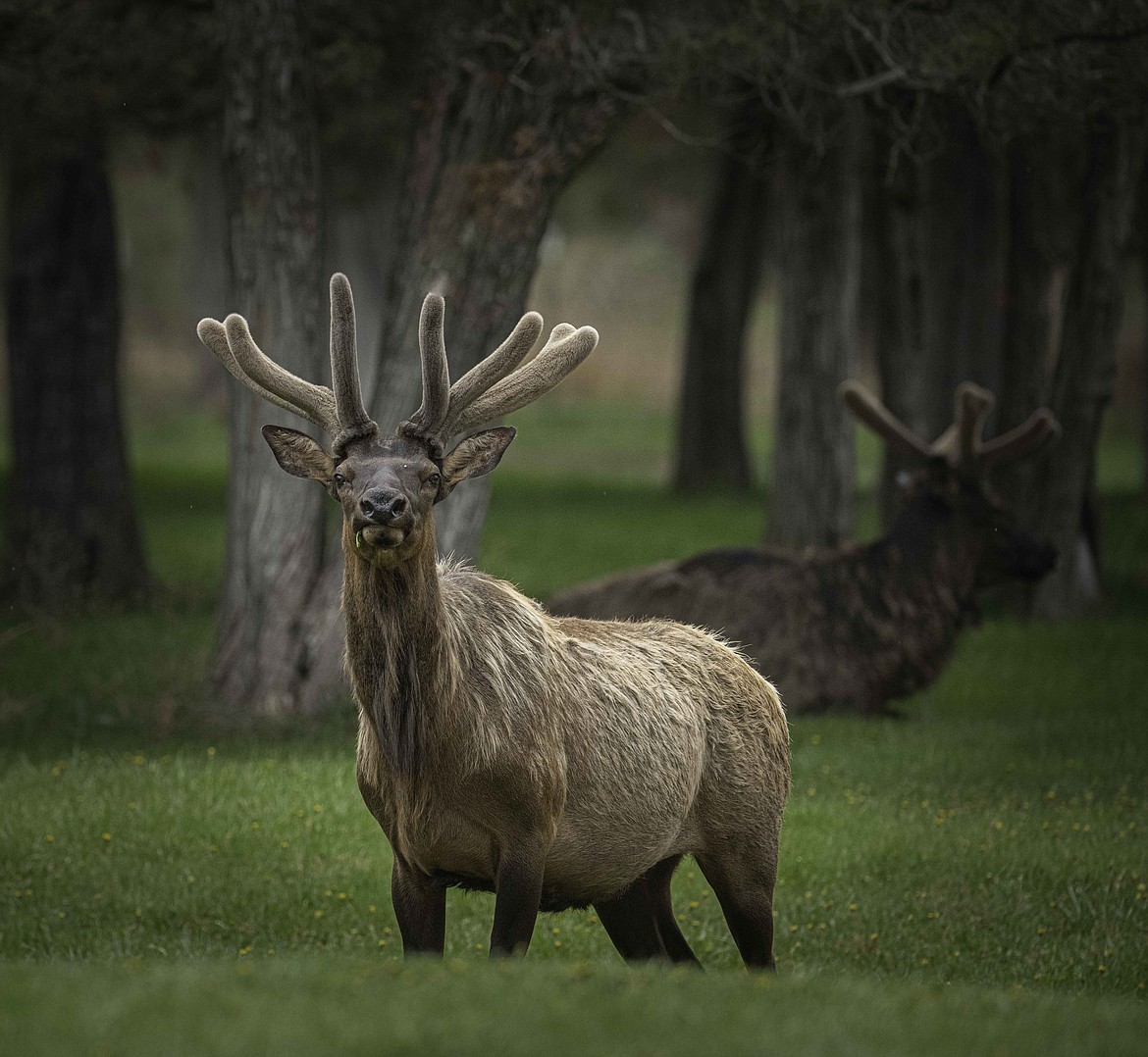 Bull Elk in velvet at the National Bison Range. (Tracy Scott/Valley Press)