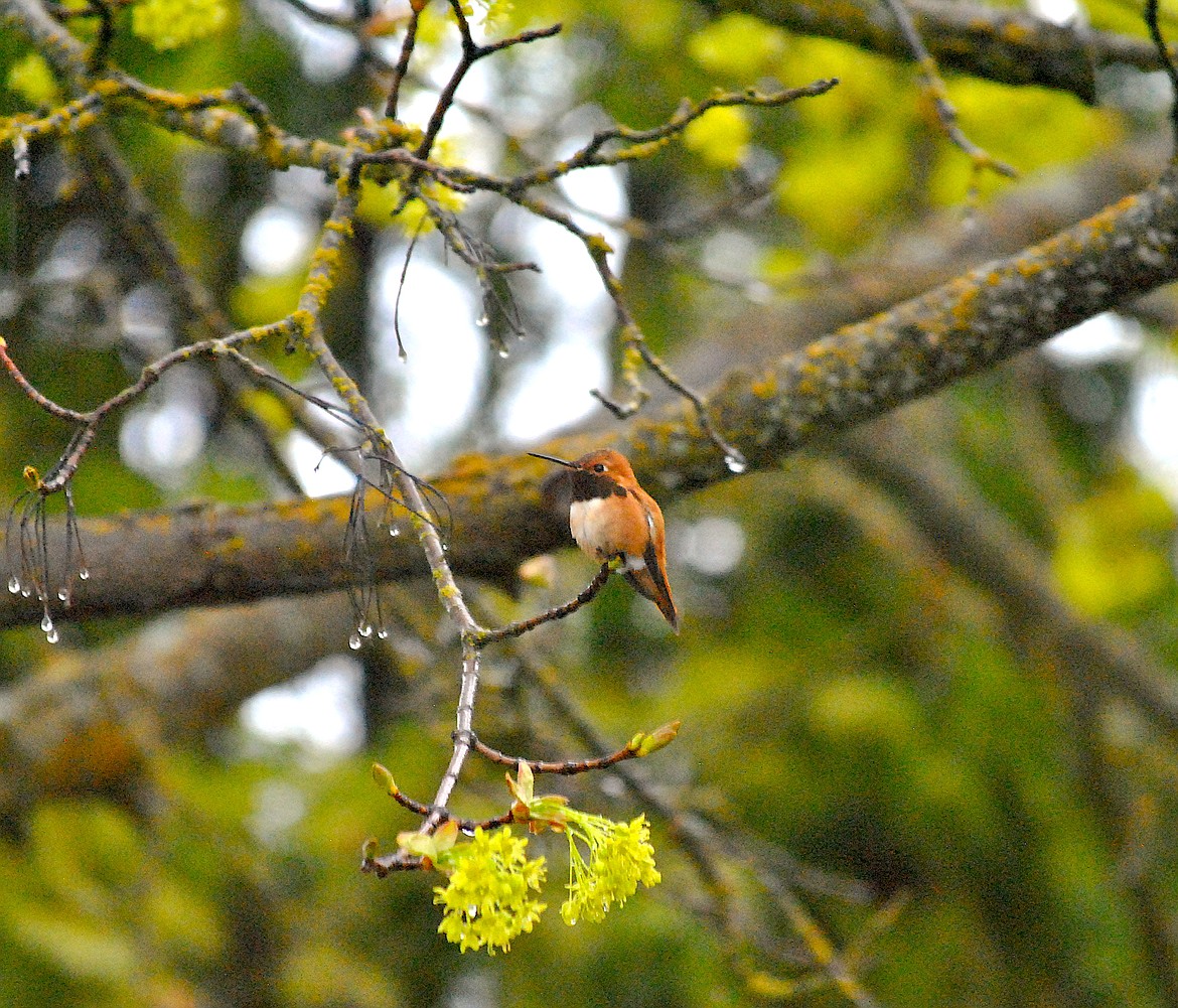 Signs of Spring. Even with the rainy weather last week the return of hummingbirds is colorful and anticipated marking of springtime in Montana. This Rufous rests in a maple tree in St. Regis while waiting out a passing storm. (Amy Quinlivan/Mineral Independent)