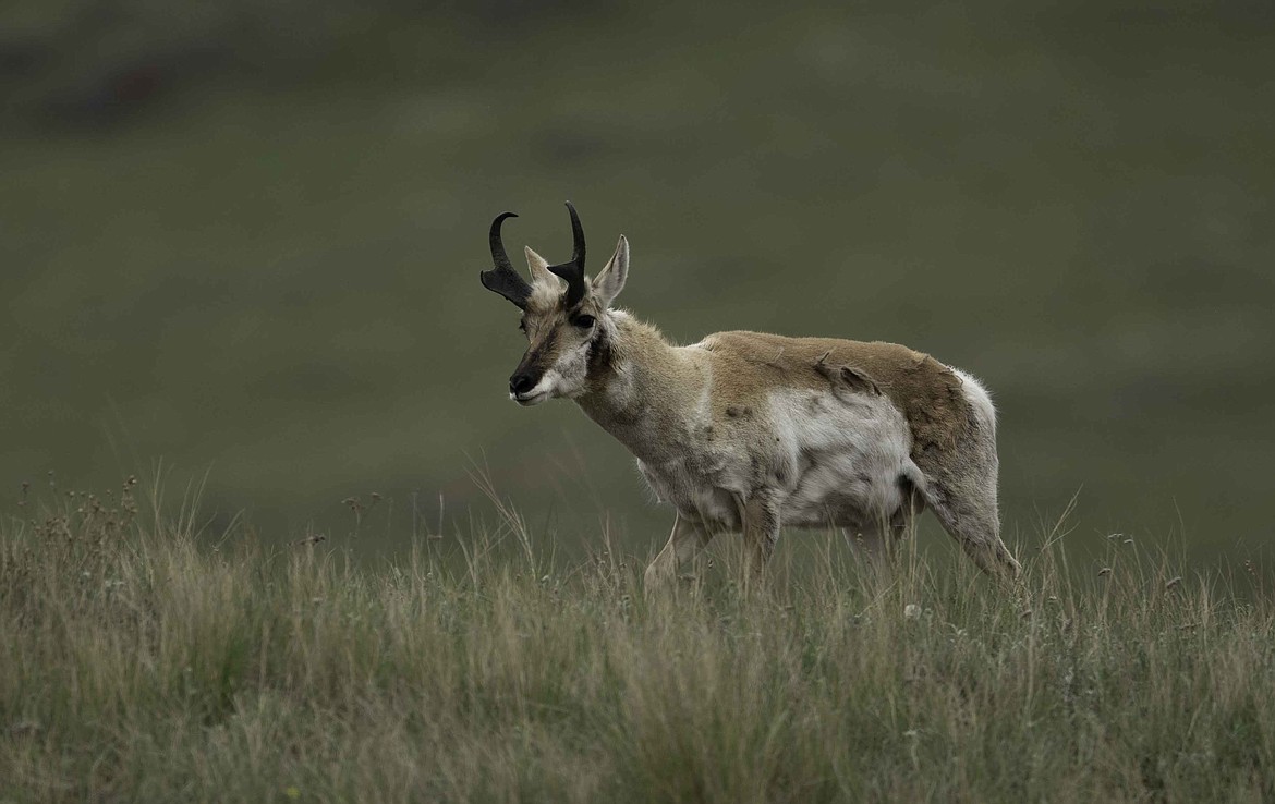Proghorn Antelope at the National Bison Range. (Tracy Scott/Valley Press)