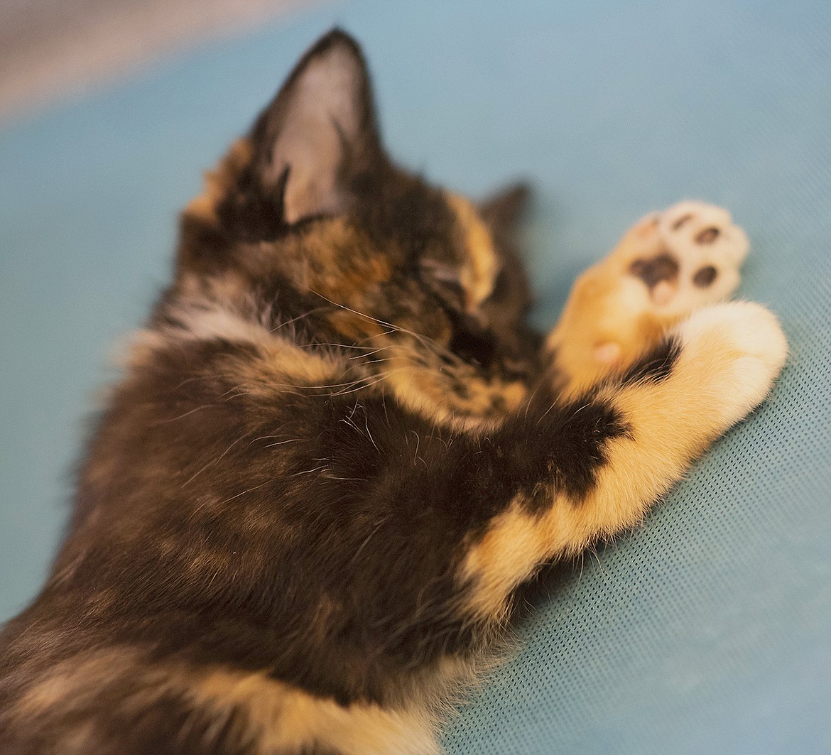 A kitten recovers after surgery at the Spay and Neuter Task Force during a cat clinic. (Julie Engler/Whitefish Pilot)