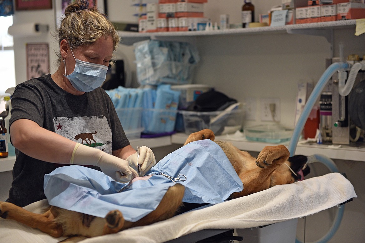 Dr. Heather McEvoy performs a spay surgery at the Flathead Spay and Neuter Task Force on a recent dog clinic day. (Julie Engler/Whitefish Pilot)