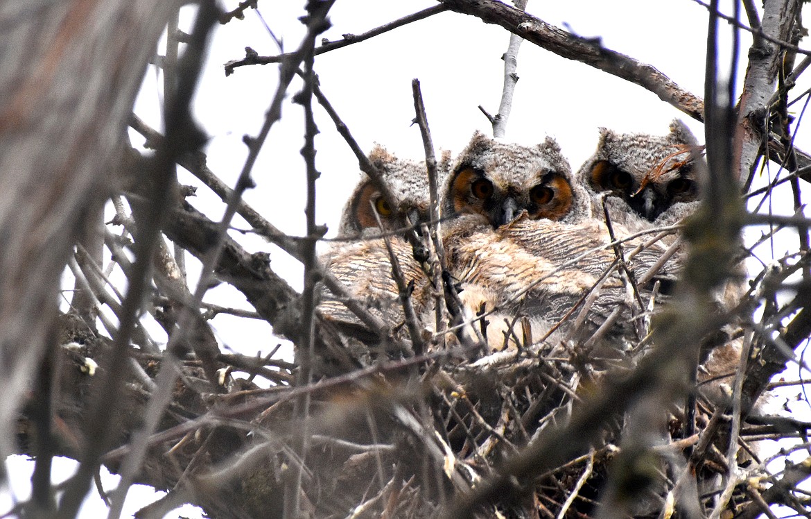 It's finally starting to feel a bit like spring, and these wide-eyed Lake County owlets are preparing to make their leap from the nest soon. (Emily Lonnevik/Lake County Leader)