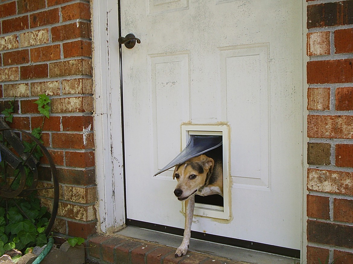 Some dogs may be hesitant to use a pet door and need special training. However, they also provide pets with more freedom to go outside without waiting on their owners to open the door.