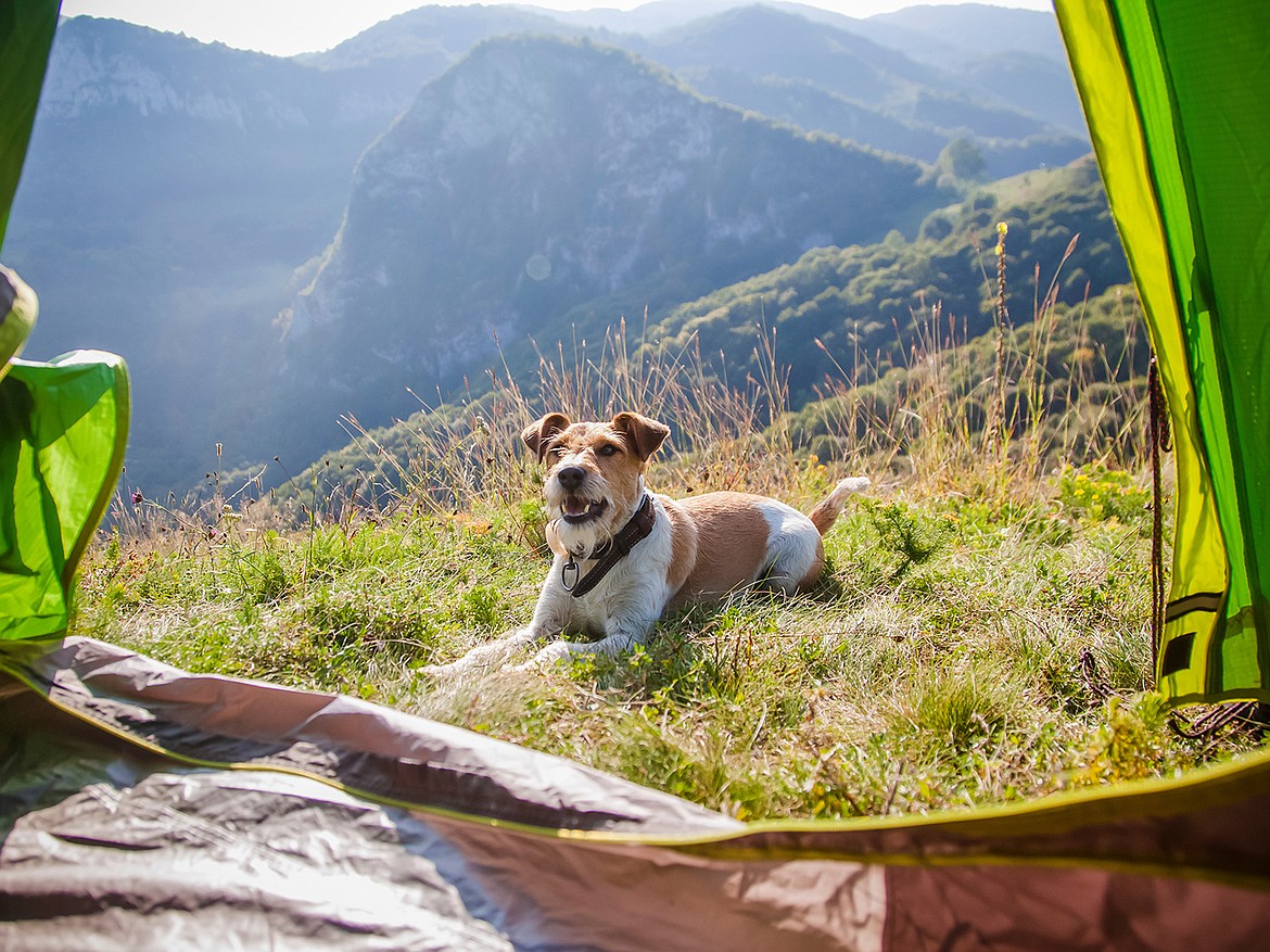 Taking your pet along on a camping trip is likely a fun time, but making sure you're prepared for their needs on the outing is important to keep things enjoyable.