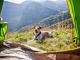 Camping with canines