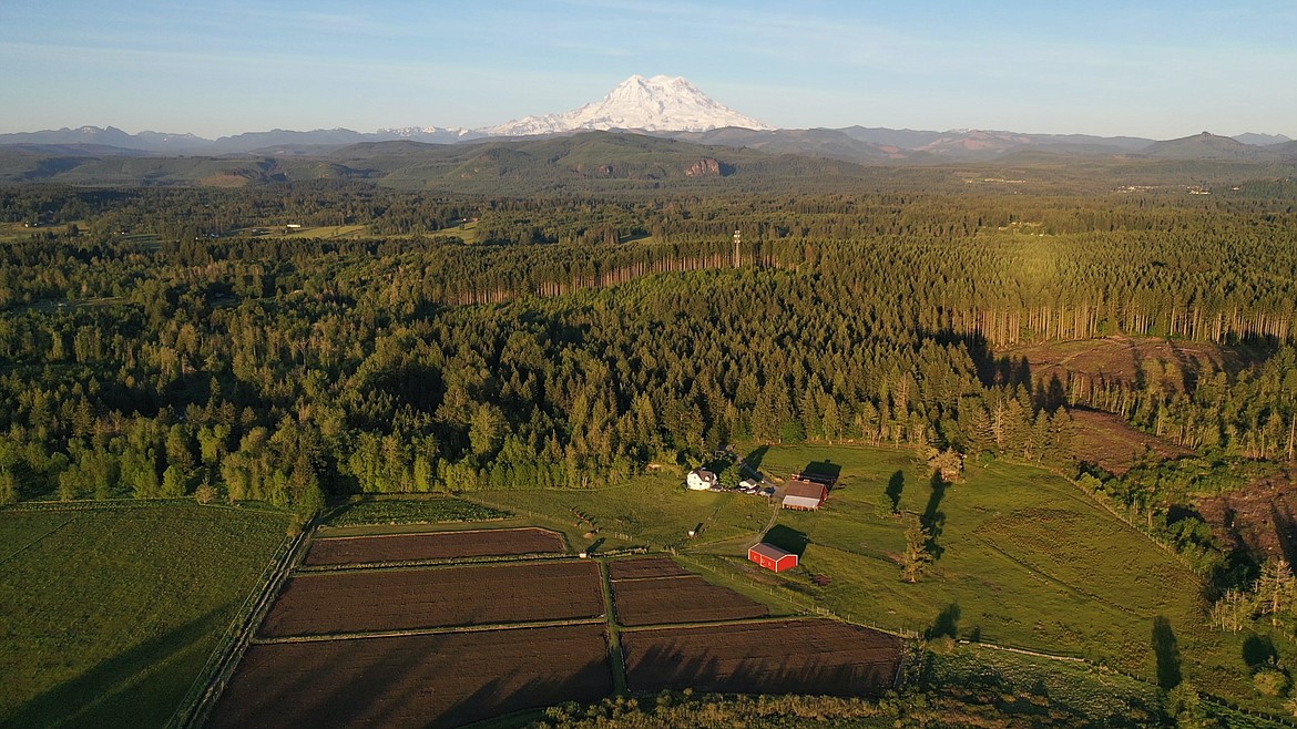 Forests throughout the state of Washington were hit hard by last year's forest fires and other issues according to a report from the Washington Department of Natural Resources.