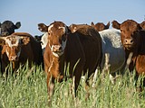 Keep your bovine feeling fine: Tips for managing pain in cattle