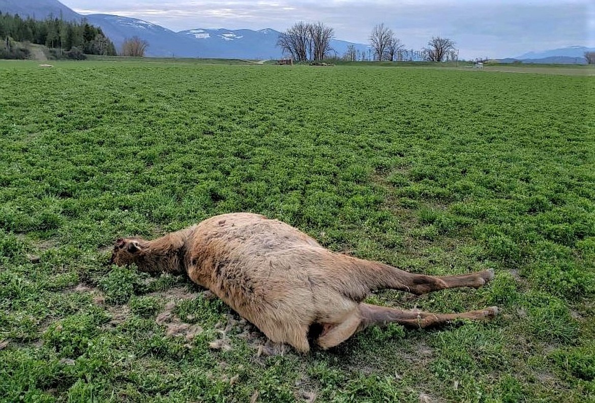 Bull elk found dead near Kerr Lake in Boundary County.