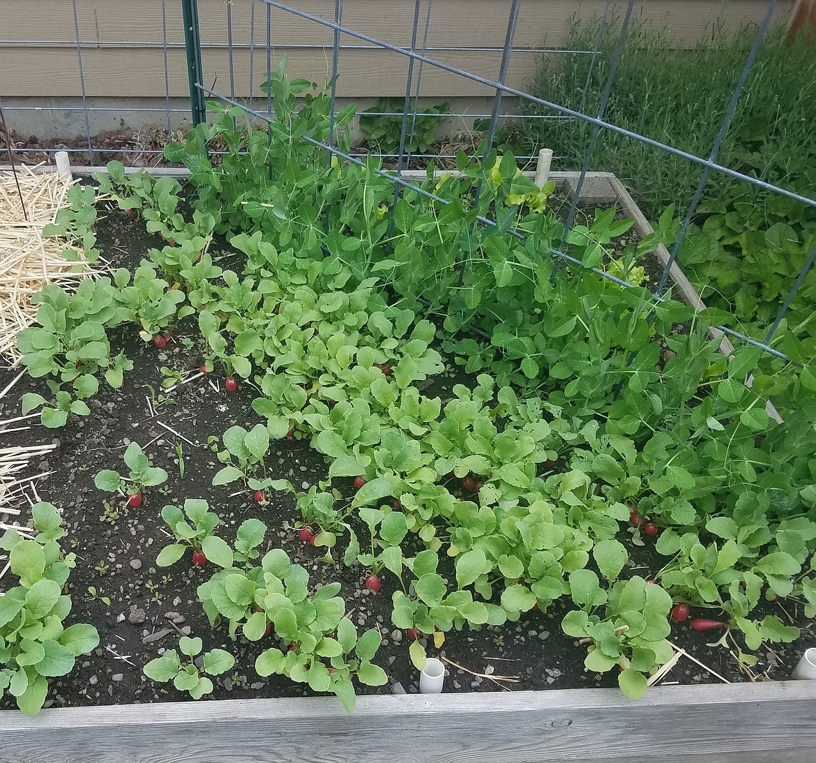 Early spring crops like radishes can produce a harvest in as little as 30 days and the space can then be used to grow another crop, like tomatoes.