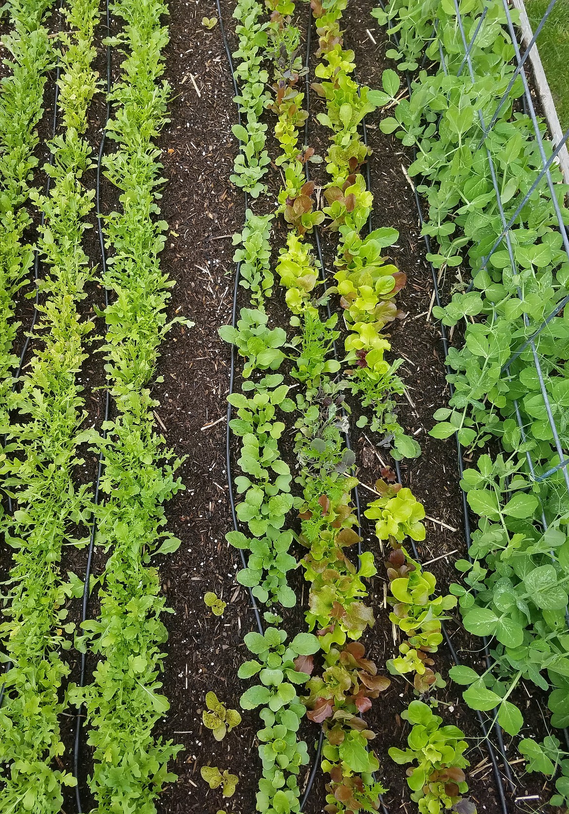 This bed was planted in early spring with lettuces, salad greens and peas. Once they were done producing in early summer, the bed was replanted with snap beans.