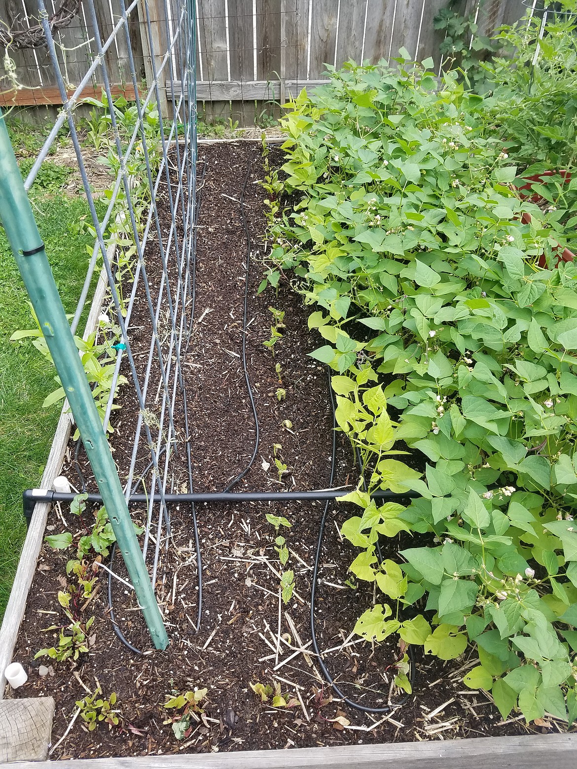 Once the lettuces and peas were finished producing, the bed was planted with snap beans using the interval planting technique. A row of bean seed was sown every seven days to provide a longer harvest period.