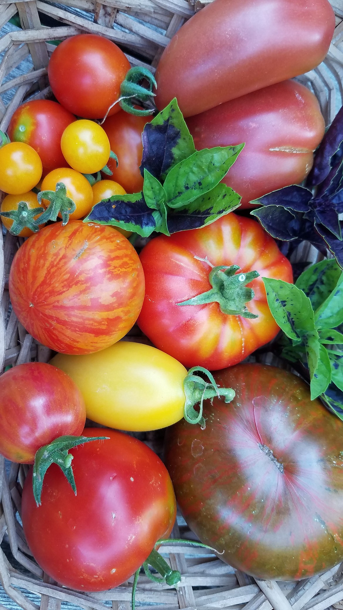 Planting a variety of tomatoes, or any vegetable, with different maturity dates will keep the harvest coming all summerlong and prevent “produce overload.”