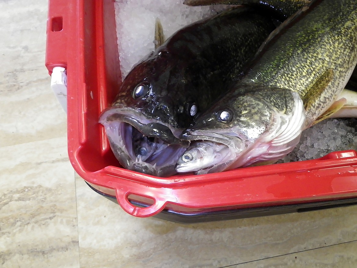 Walleye caught Lake Pend Oreille are seen with kokanee in their mouths.
