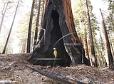 Biden forest plan stirs dispute over what counts as 'old'