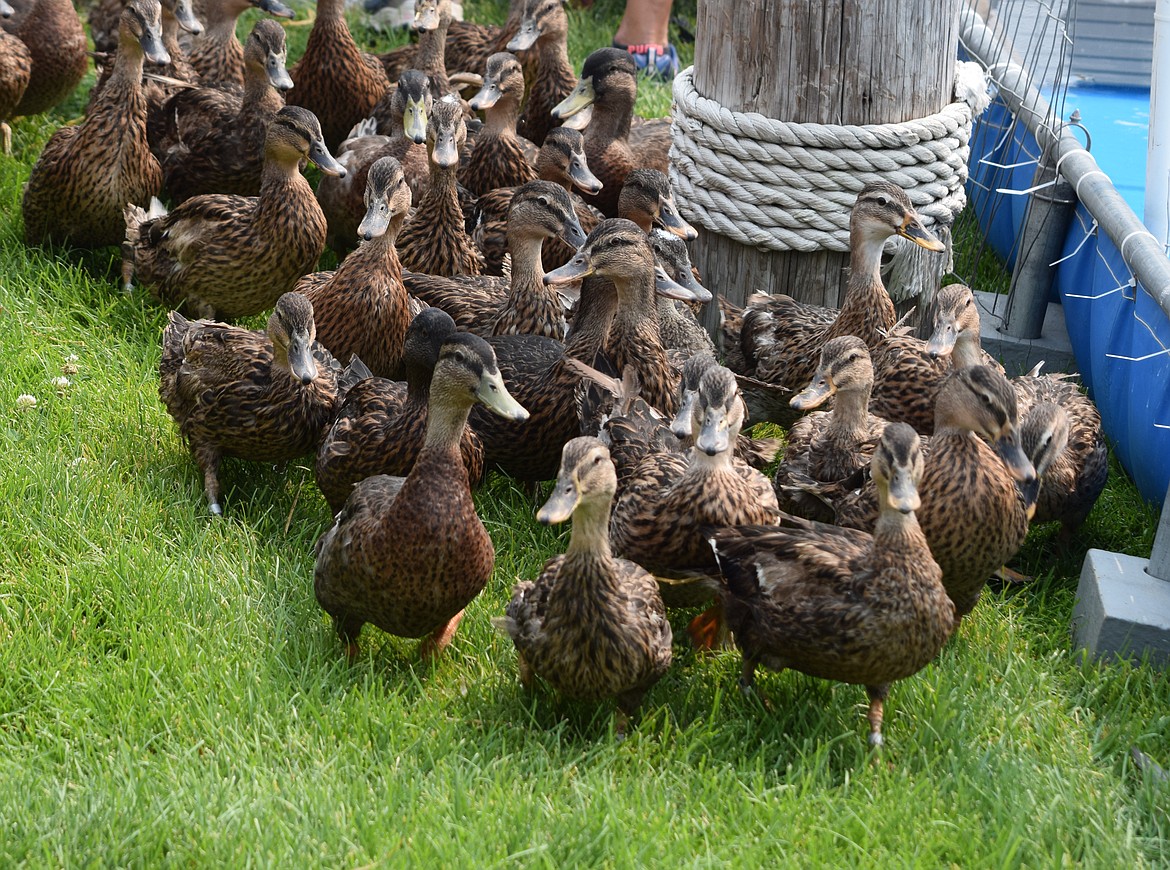 A flock of ducks at the Grant County Fair in August 2018 getting ready for the “Duck Race” attraction. The Washington State Department of Agriculture is asking people to keep domesticated ducks penned up for the next 30 days in order to limit or prevent the spread of avian influenza, which was first detected in Washington in early May.