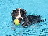 Keep it cool for your pups this summer