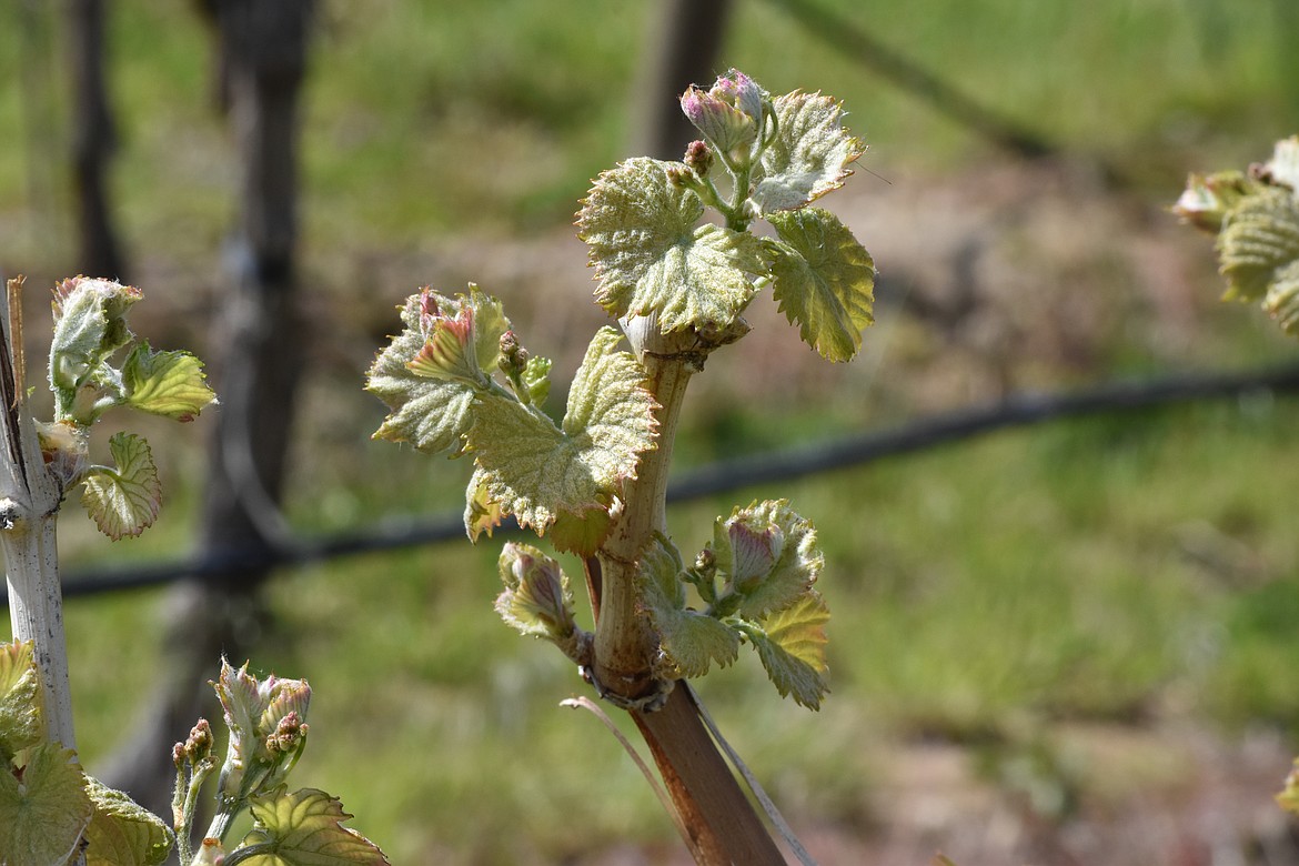 Despite a cold spring where frost showed its face late in the season, wine grapes are looking good, according to a couple of local growers.