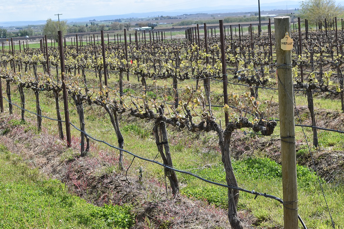 Wine grapes are about 10 days behind schedule thanks to a cold spring that has slowed down the growing process, according to Pete Beaumont.