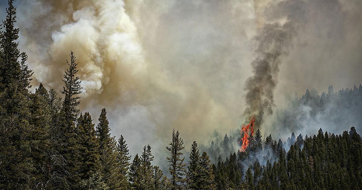 U.S. to plant more trees on charred western landscape