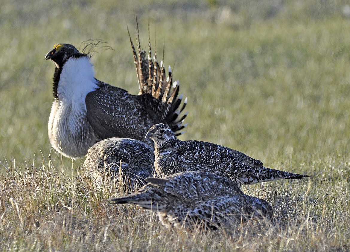 FILE - In this March 1, 2010 file photo, from the U.S. Fish and Wildlife Service, a bi-state sage grouse, rear, struts for a female at a lek, or mating ground, near Bridgeport, Calif. A federal judge has ruled that the Trump administration illegally withdrew an earlier proposal to list the bi-state sage grouse as a threatened species along the California-Nevada line in 2020. (Jeannie Stafford/U.S. Fish and Wildlife Service via AP, File)