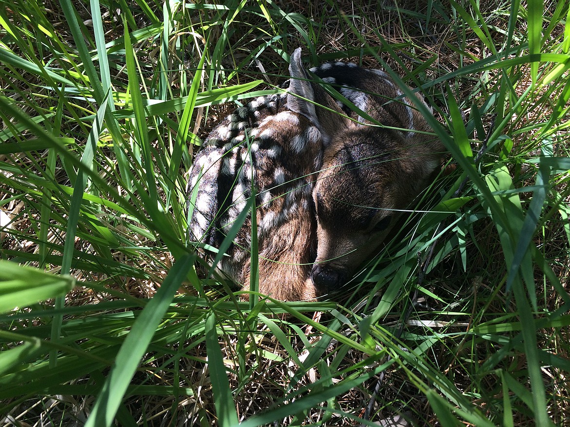 A fawn in the Upper Snake Region, is pictured hidden in the shadows in 2020. While a well-intentioned human’s first instinct might be to rescue these seemingly helpless creatures, Fish and Game officials said the best thing you can do is to leave them be.