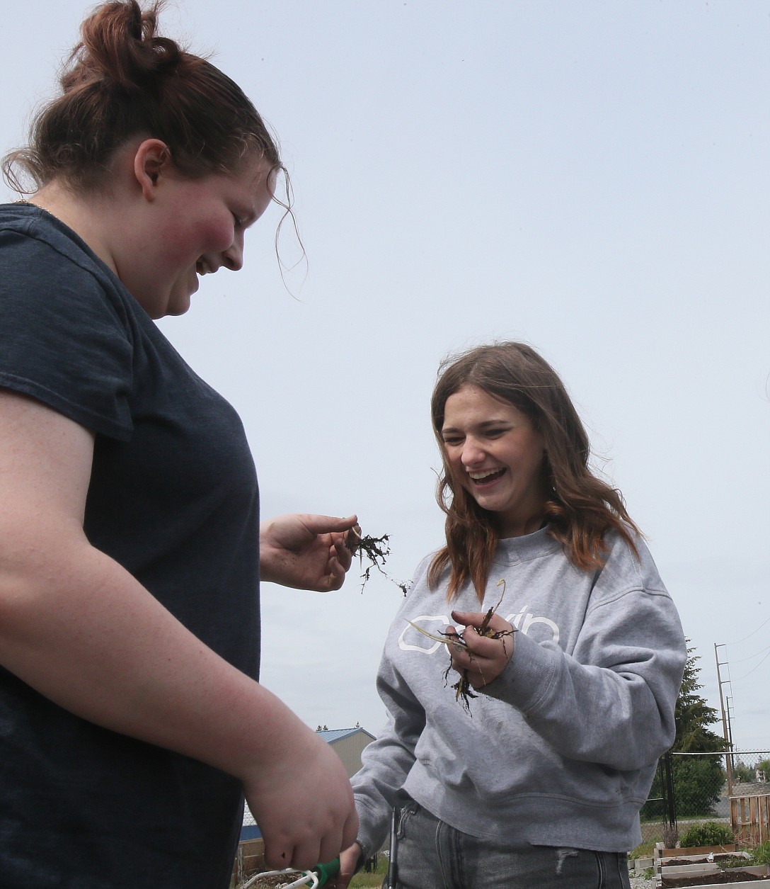 New Vision High School juniors Avary Hunsaker, left, and Echoe Stapel react to a weird-looking root Friday while working in the Post Falls Community Garden. At least 20 high school students will manage the garden this summer as they grow veggies and herbs for the Post Falls Senior Center.