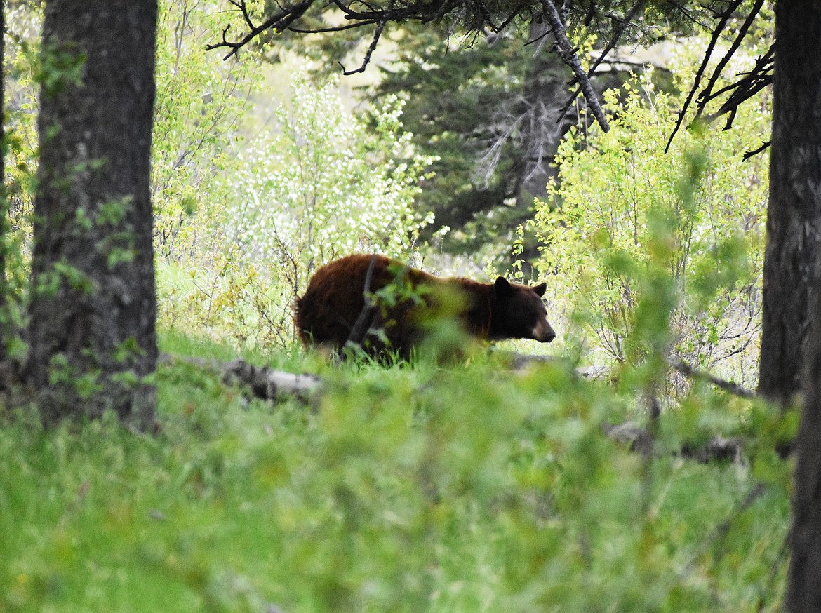 (Emily Lonnevik/Lake County Leader)